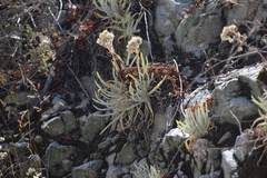 Dudleya densiflora