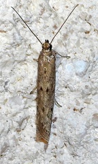 Homoeosoma electella