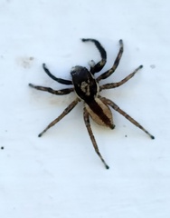 Menemerus bivittatus