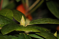 Rhododendron catawbiense