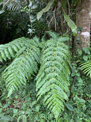 Cyathea horrida