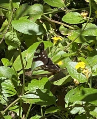 Graphium macleayanus