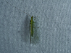 Chrysopidae