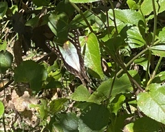 Graphium macleayanus