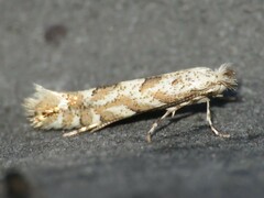 Phyllonorycter apparella