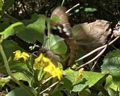 Graphium macleayanus