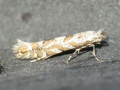 Phyllonorycter apparella