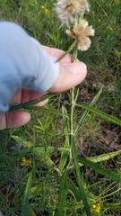 Pterocaulon virgatum