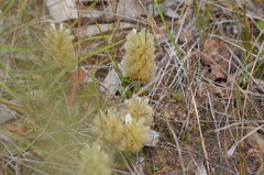 Ptilotus spathulatus