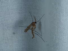 Sciaroidea