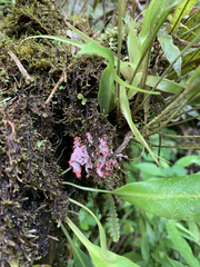 Herpothallon rubrocinctum