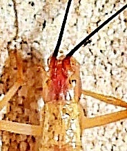 Oecanthus