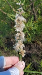Pterocaulon virgatum