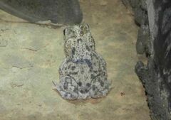 Rhinella