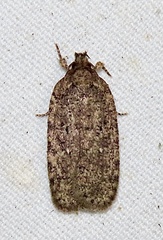 Agonopterix pulvipennella