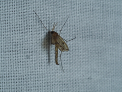 Sciaroidea
