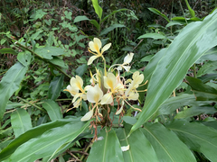 Hedychium flavescens