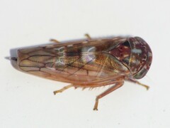 Idiocerus alternatus