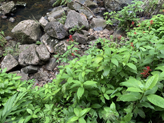 Odontonema cuspidatum
