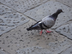 Columba livia domestica