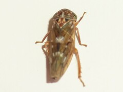 Idiocerus albolinea