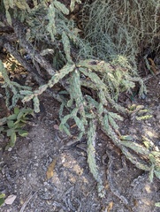 Cylindropuntia