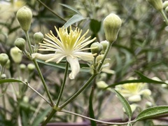 Clematis montevidensis