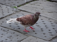 Columba livia domestica