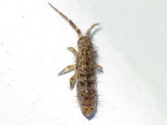 Orchesella villosa
