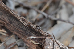 Maratus vespertilio