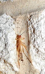 Oecanthus