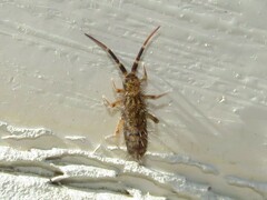 Orchesella villosa