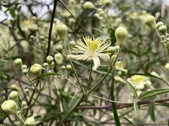 Clematis montevidensis