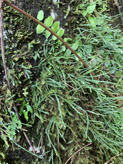 Cochlidium serrulatum