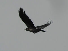 Corvus cornix