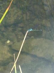 Austrolestes colensonis