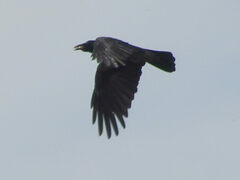 Corvus cornix
