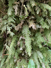 Hymenophyllaceae
