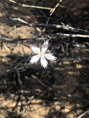 Dianthus namaensis