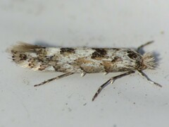 Phyllonorycter nipigon