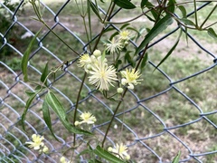 Clematis montevidensis