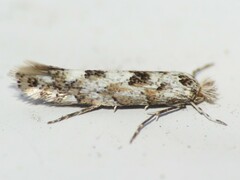 Phyllonorycter nipigon