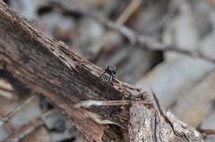Maratus vespertilio