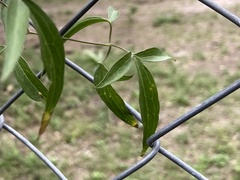 Clematis montevidensis