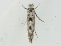 Phyllonorycter nipigon