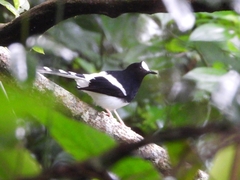 Enicurus leschenaulti