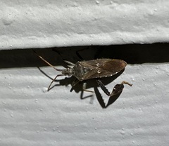 Leptoglossus corculus