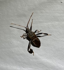 Leptoglossus corculus