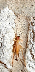 Oecanthus
