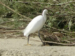 Egretta garzetta
